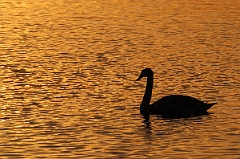 David Plant Photography - Wildlife Photographer - Mute swan at sunset - F